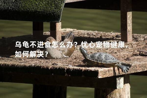 乌龟不进食怎么办？忧心宠物健康，如何解决？