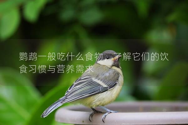 鹦鹉一般吃什么食物，了解它们的饮食习惯与营养需求