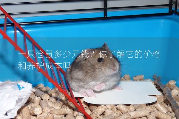 一只仓鼠多少元钱？你了解它的价格和养护成本吗