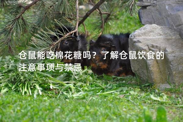 仓鼠能吃棉花糖吗？了解仓鼠饮食的注意事项与禁忌