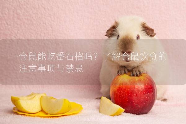仓鼠能吃番石榴吗？了解仓鼠饮食的注意事项与禁忌