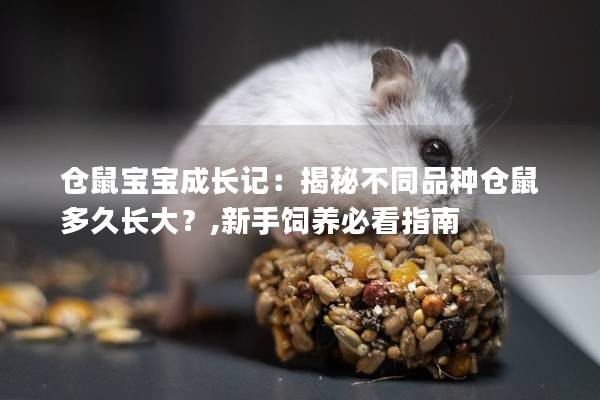 仓鼠宝宝成长记：揭秘不同品种仓鼠多久长大？,新手饲养必看指南