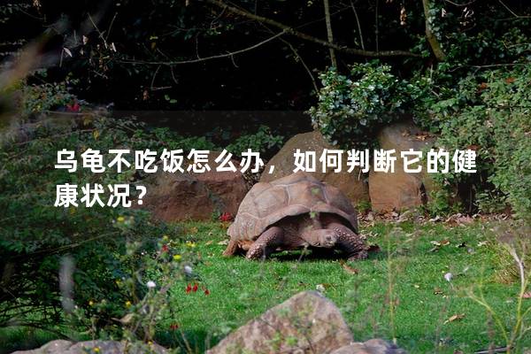 乌龟不吃饭怎么办，如何判断它的健康状况？