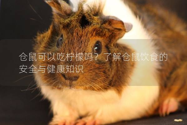 仓鼠可以吃柠檬吗？了解仓鼠饮食的安全与健康知识