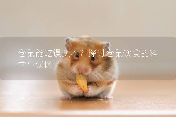 仓鼠能吃馒头不？探讨仓鼠饮食的科学与误区
