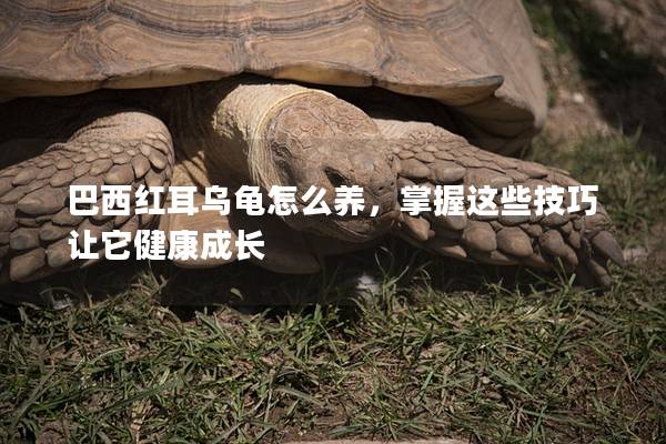 巴西红耳乌龟怎么养，掌握这些技巧让它健康成长