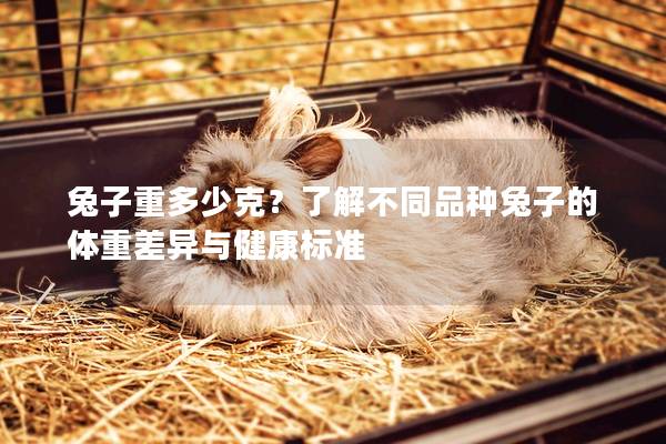 兔子重多少克？了解不同品种兔子的体重差异与健康标准