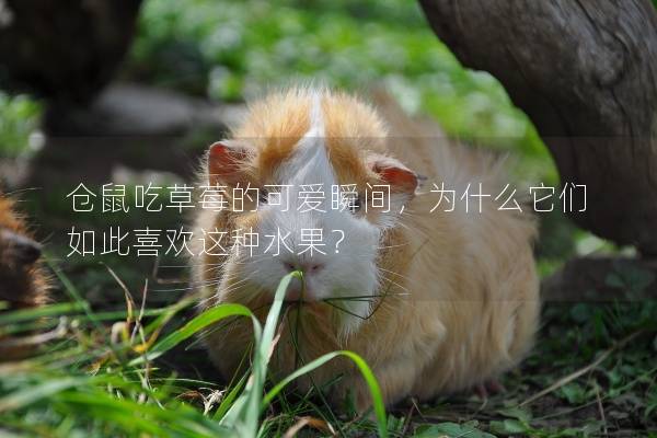 仓鼠吃草莓的可爱瞬间，为什么它们如此喜欢这种水果？