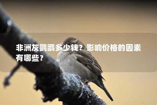 非洲灰鹦鹉多少钱？影响价格的因素有哪些？