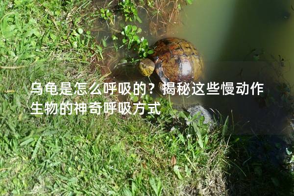 乌龟是怎么呼吸的？揭秘这些慢动作生物的神奇呼吸方式