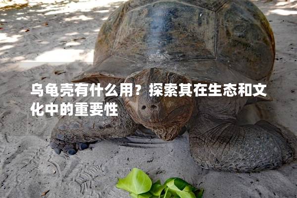 乌龟壳有什么用？探索其在生态和文化中的重要性