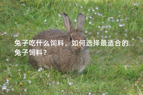 兔子吃什么饲料，如何选择最适合的兔子饲料？