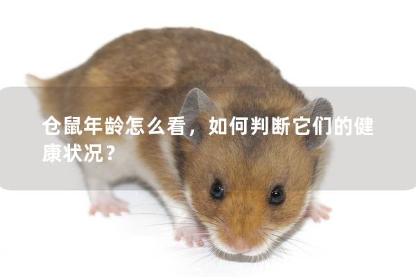 仓鼠年龄怎么看，如何判断它们的健康状况？