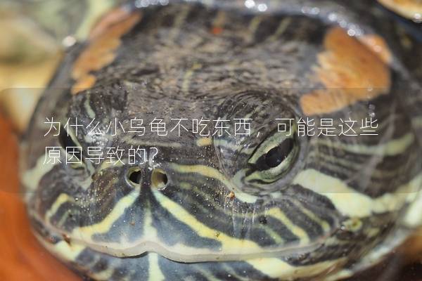 为什么小乌龟不吃东西，可能是这些原因导致的？
