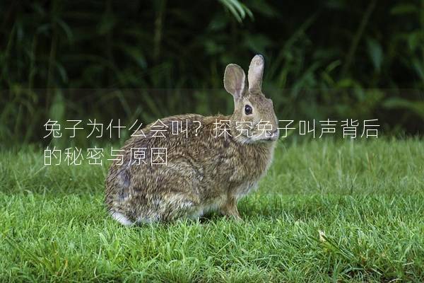 兔子为什么会叫？探究兔子叫声背后的秘密与原因