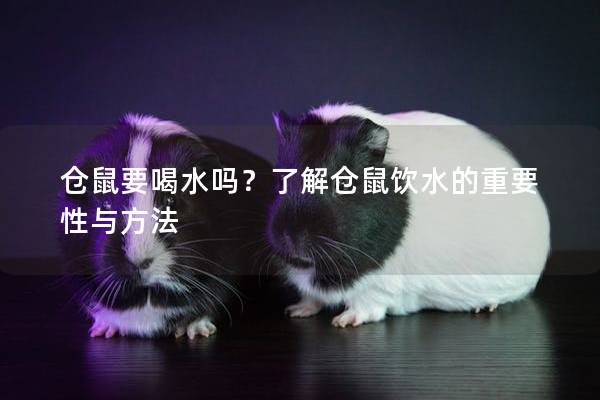 仓鼠要喝水吗？了解仓鼠饮水的重要性与方法