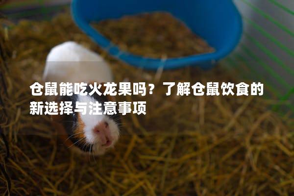 仓鼠能吃火龙果吗？了解仓鼠饮食的新选择与注意事项