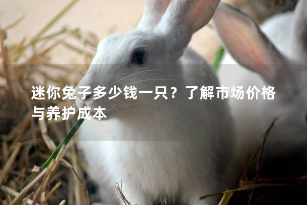 迷你兔子多少钱一只？了解市场价格与养护成本