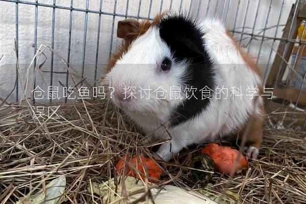 仓鼠吃鱼吗？探讨仓鼠饮食的科学与误区