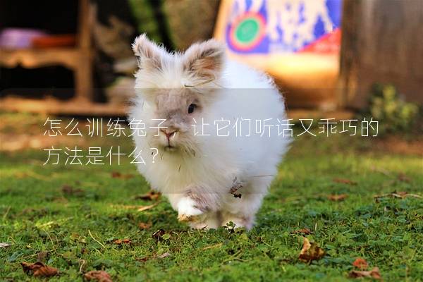 怎么训练兔子，让它们听话又乖巧的方法是什么？