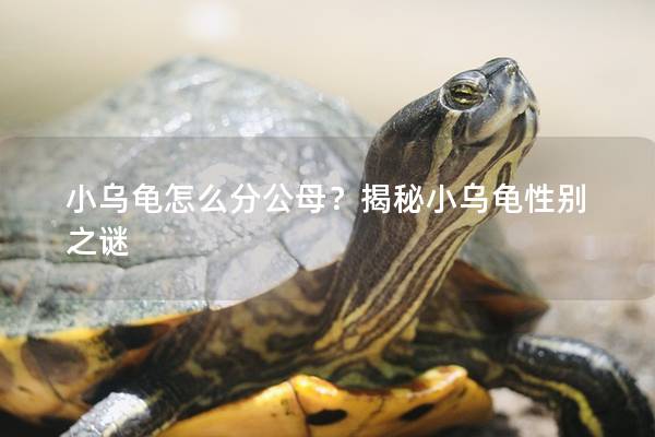 小乌龟怎么分公母？揭秘小乌龟性别之谜