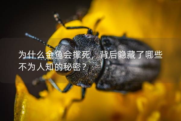为什么金鱼会撑死，背后隐藏了哪些不为人知的秘密？