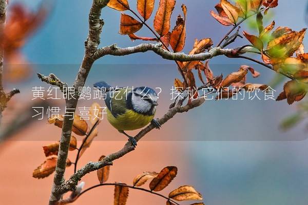 黄红眼鹦鹉吃什么？探秘它们的饮食习惯与喜好