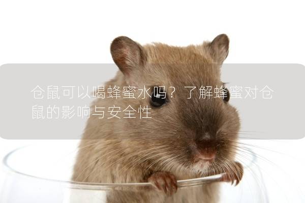 仓鼠可以喝蜂蜜水吗？了解蜂蜜对仓鼠的影响与安全性