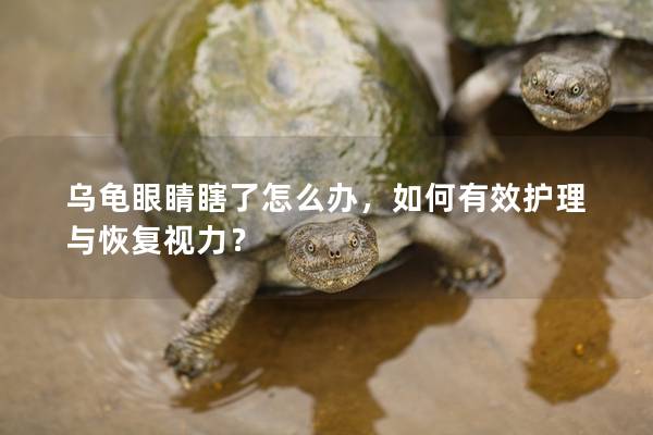乌龟眼睛瞎了怎么办，如何有效护理与恢复视力？