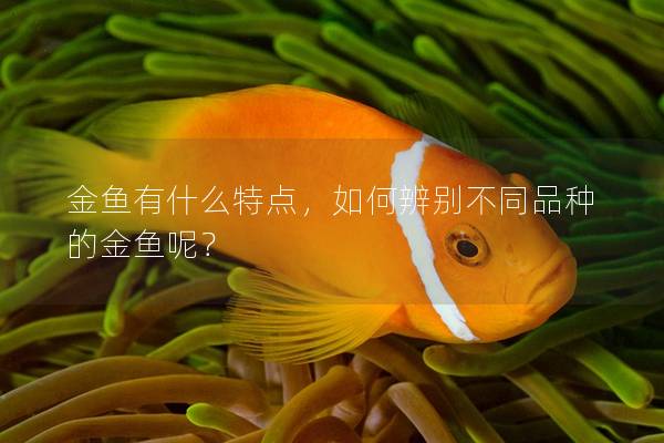 金鱼有什么特点，如何辨别不同品种的金鱼呢？