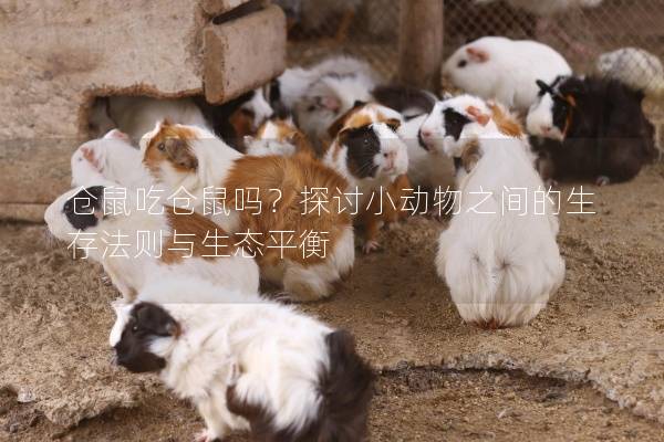 仓鼠吃仓鼠吗？探讨小动物之间的生存法则与生态平衡