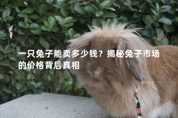 一只兔子能卖多少钱？揭秘兔子市场的价格背后真相