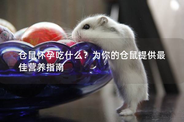 仓鼠怀孕吃什么？为你的仓鼠提供最佳营养指南