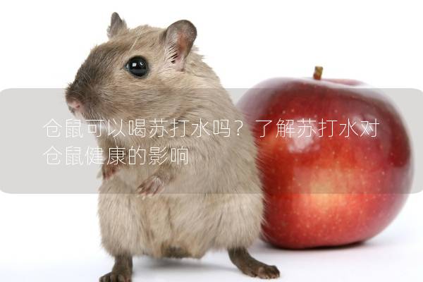 仓鼠可以喝苏打水吗？了解苏打水对仓鼠健康的影响