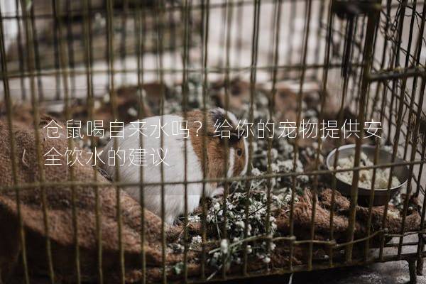 仓鼠喝自来水吗？给你的宠物提供安全饮水的建议