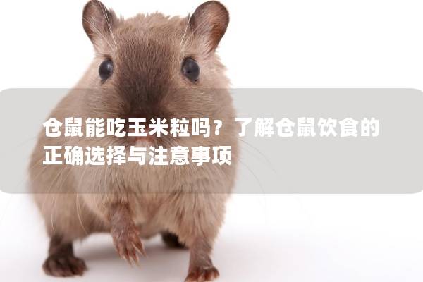 仓鼠能吃玉米粒吗？了解仓鼠饮食的正确选择与注意事项