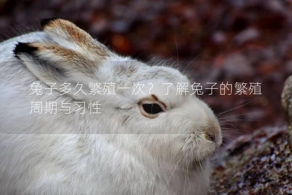 兔子多久繁殖一次？了解兔子的繁殖周期与习性