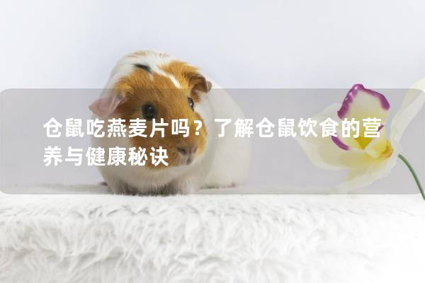 仓鼠吃燕麦片吗？了解仓鼠饮食的营养与健康秘诀