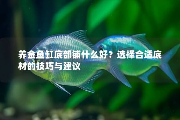 养金鱼缸底部铺什么好？选择合适底材的技巧与建议