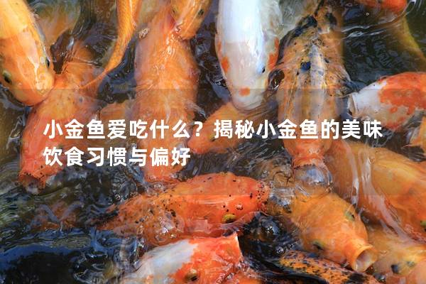 小金鱼爱吃什么？揭秘小金鱼的美味饮食习惯与偏好