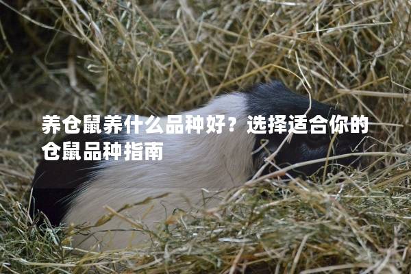 养仓鼠养什么品种好？选择适合你的仓鼠品种指南