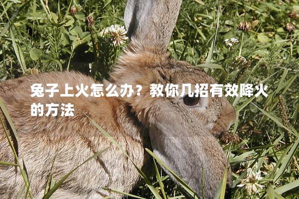 兔子上火怎么办？教你几招有效降火的方法