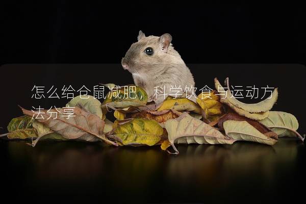 怎么给仓鼠减肥，科学饮食与运动方法分享