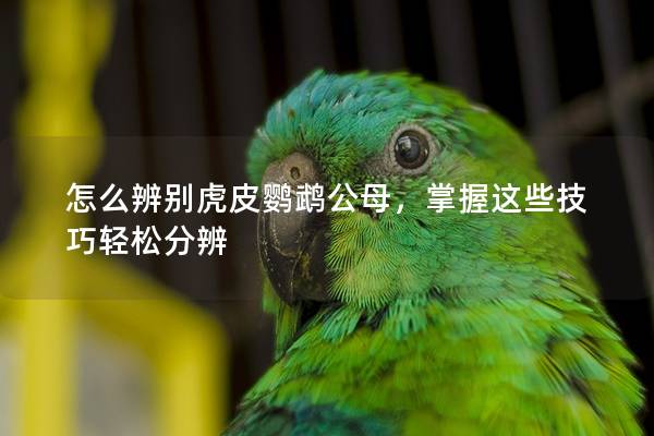 怎么辨别虎皮鹦鹉公母，掌握这些技巧轻松分辨