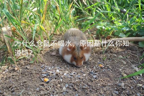 为什么仓鼠不喝水，原因是什么你知道吗？
