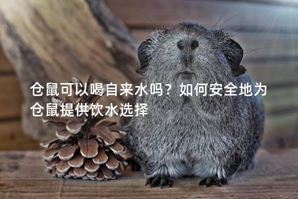 仓鼠可以喝自来水吗？如何安全地为仓鼠提供饮水选择
