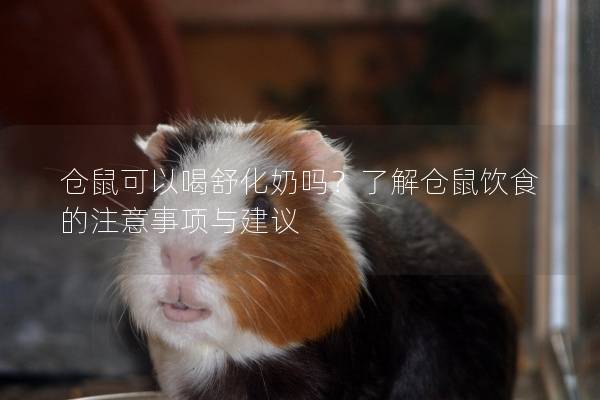 仓鼠可以喝舒化奶吗？了解仓鼠饮食的注意事项与建议