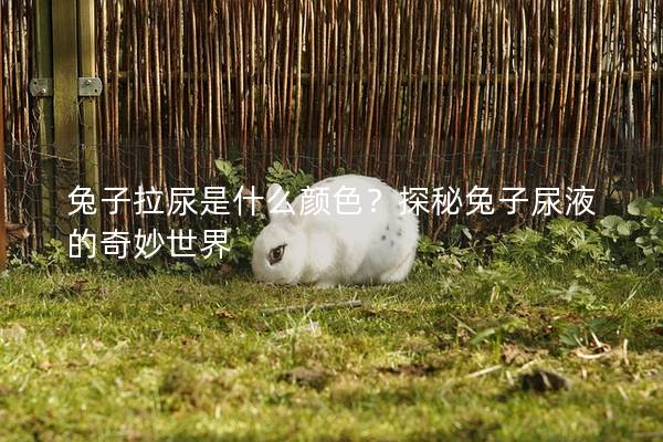 兔子拉尿是什么颜色？探秘兔子尿液的奇妙世界