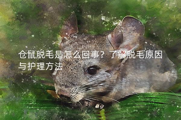仓鼠脱毛是怎么回事？了解脱毛原因与护理方法