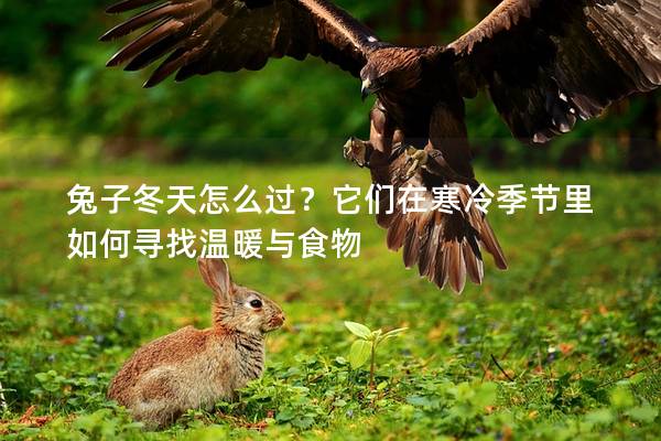 兔子冬天怎么过？它们在寒冷季节里如何寻找温暖与食物